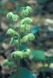 Attēlu rezultāti vaicājumam “Pyrola chlorantha”