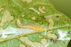 Attēlu rezultāti vaicājumam “Ancylis apicella”