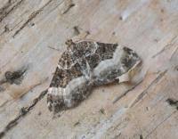 Attēlu rezultāti vaicājumam “Euphyia unangulata”