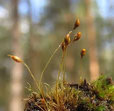 Attēlu rezultāti vaicājumam “Dicranella cerviculata”