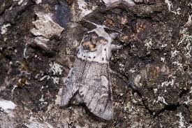 Attēlu rezultāti vaicājumam “Furcula bifida”