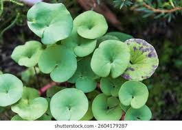 Attēlu rezultāti vaicājumam “Utricularia x neglecta leaf”