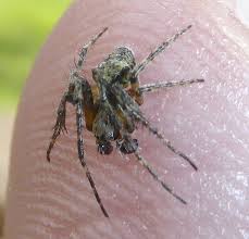 Attēlu rezultāti vaicājumam “Gibbaranea gibbosa”