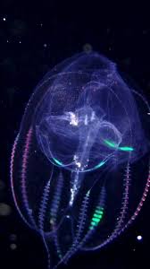 Attēlu rezultāti vaicājumam “Physarum bryocorticola”