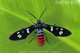 Attēlu rezultāti vaicājumam “Zygaenidae”