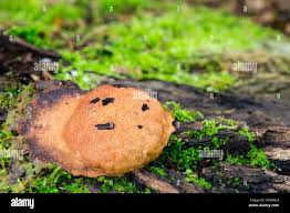 Attēlu rezultāti vaicājumam “Fuligo leviderma”