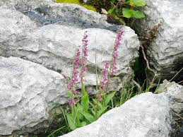 Attēlu rezultāti vaicājumam “Epipactis atrorubens”