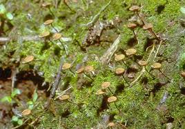 Attēlu rezultāti vaicājumam “Buxbaumia aphylla sporophyte”