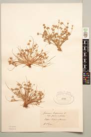 Attēlu rezultāti vaicājumam “Juncus bufonius”