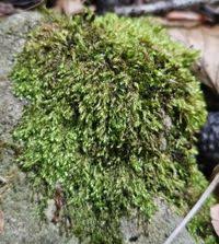 Attēlu rezultāti vaicājumam “Taxiphyllum wissgrillii”