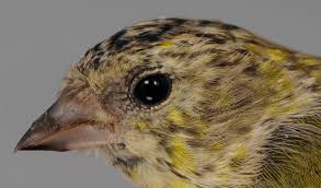 Attēlu rezultāti vaicājumam “Carduelis spinus male”