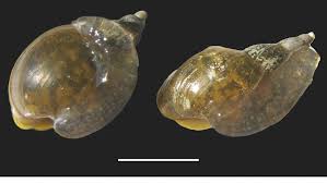 Attēlu rezultāti vaicājumam “Lymnaeidae”