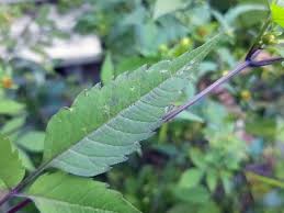 Attēlu rezultāti vaicājumam “Bidens frondosa leaf”