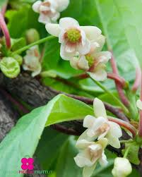 Attēlu rezultāti vaicājumam “Schisandra chinensis flower”