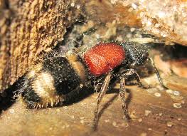 Attēlu rezultāti vaicājumam “Anacampsis blatariella”