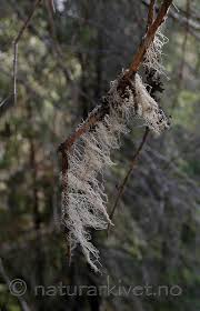 Attēlu rezultāti vaicājumam “Ramalina thrausta”
