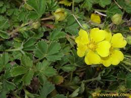 Attēlu rezultāti vaicājumam “Potentilla arenaria”