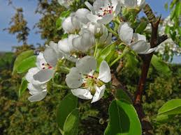 Attēlu rezultāti vaicājumam “Pyrus pyraster leaf”