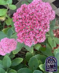 Attēlu rezultāti vaicājumam “Sedum aizoon fruit”