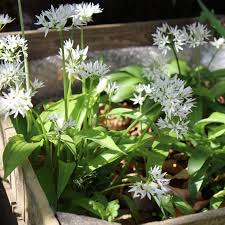 Image result for Bärlauch