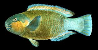 Image result for Chlorurus sordidus