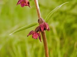 Attēlu rezultāti vaicājumam “Epipactis atrorubens bud”