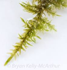 Attēlu rezultāti vaicājumam “Calliergonella lindbergii”