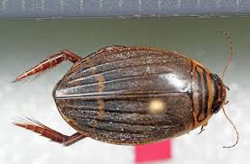 Attēlu rezultāti vaicājumam “Acilius sulcatus female”