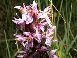 Attēlu rezultāti vaicājumam “Dactylorhiza cruenta”
