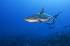 Image result for Carcharhinus amblyrhynchos