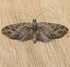 Attēlu rezultāti vaicājumam “Eupithecia exiguata”