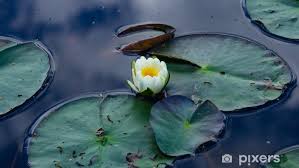 Attēlu rezultāti vaicājumam “Nymphaea alba flower”