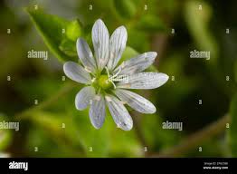 Attēlu rezultāti vaicājumam “Stellaria media flower”