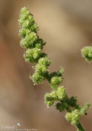 Image result for Chenopodium botrys