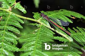 Attēlu rezultāti vaicājumam “Pyrrhosoma nymphula”