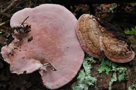 Attēlu rezultāti vaicājumam “Fomitopsis rosea”