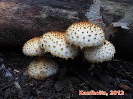 Attēlu rezultāti vaicājumam “Pholiota squarrosoides”