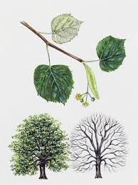 Attēlu rezultāti vaicājumam “Tilia tomentosa leaf”