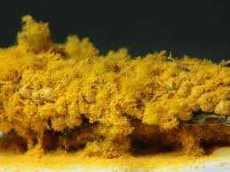 Attēlu rezultāti vaicājumam “Trichia erecta spores”