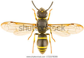 Attēlu rezultāti vaicājumam “Ancistrocerus sp. male”