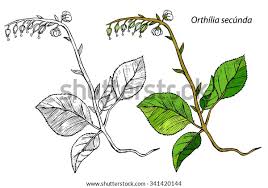 Attēlu rezultāti vaicājumam “Orthilia secunda”