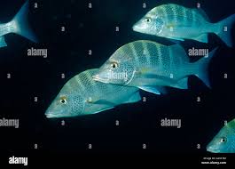 Image result for Lutjanus novemfasciatus