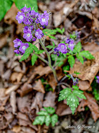 Attēlu rezultāti vaicājumam “Hydrophyllaceae”