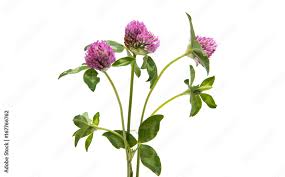 Attēlu rezultāti vaicājumam “Trifolium pratense”