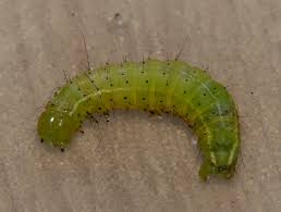 Attēlu rezultāti vaicājumam “Craniophora ligustri larva”