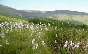 Attēlu rezultāti vaicājumam “Blysmus compressus flower”