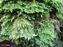 Attēlu rezultāti vaicājumam “Taxiphyllum wissgrillii”