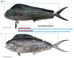 Image result for Coryphaena hippurus