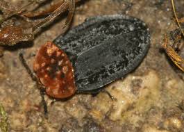 Attēlu rezultāti vaicājumam “Oiceoptoma thoracicum”