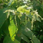 Attēlu rezultāti vaicājumam “Reynoutria sachalinensis fruit”